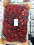 Erdbeeren