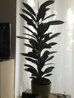 Palme