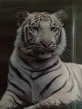 Profilbild von Tiger09 zu einer Bewertung am  2. Mai 2012