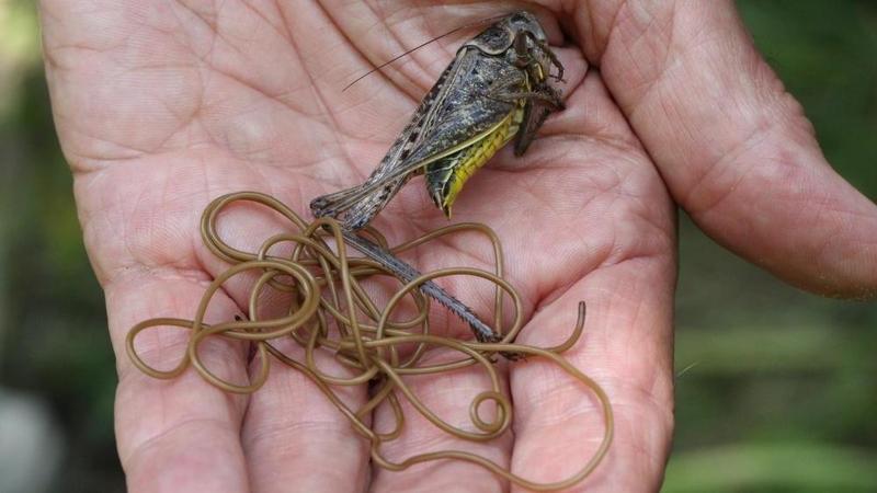 Ob die Sauna von den Parasiten hilft