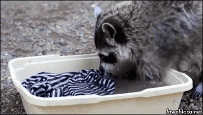 Waschbär Wäscht Waschbär Wäscht